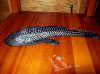 100_2476.JPG