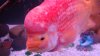 DSC07036.JPG