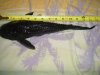 Pleco messurement.JPG Pleco messurement.JPG