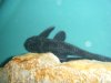 Pleco 2.JPG