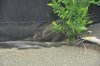 DSC_0153.JPG