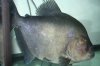 brazil15inch.JPG