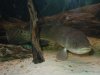 Bowfin 4.jpg