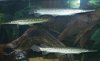 Florida Gar 3.jpg
