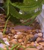 PeacockGudgeon1_Nov9_2010.jpg PeacockGudgeon1_Nov9_2010.jpg