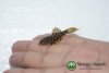 DSC04367_1.jpg