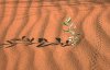 Desert%20plant.jpg