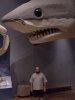 Megalodon-Columbia_SC_museum.jpg