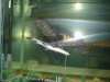 my fish #2 55 gallon tank 072.jpg my fish #2 55 gallon tank 072.jpg