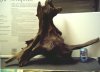 driftwood 001.jpg