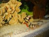 new fish pics.jpg
