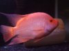 big red 001.JPG