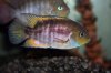 IMG_5604Sajica female - Copy.JPG