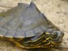 barbours-map-turtle.jpg barbours-map-turtle.jpg