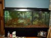 120 gallon.jpg 120 gallon.jpg
