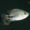 juv syn.jpg