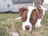 Moose 048.jpg