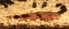 lophiosilurus.jpg