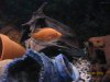 fish 014.JPG fish 014.JPG