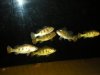 kelberi grow out 019.JPG
