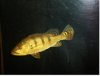kelberi grow out 014.JPG