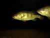 kelberi grow out 031.JPG