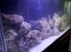 saltwater tank 2.jpg saltwater tank 2.jpg