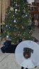 zoeychristmas.jpg