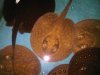 IMG02477-20101210-1541.jpg