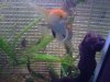 Koi_Couple_12.10.10.jpg