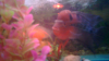 vlcsnap-2010-12-11-19h59m37s130.png