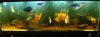 my tanks 031.JPG