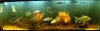 my tanks 033.JPG my tanks 033.JPG