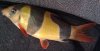 clown loaches 1.jpg