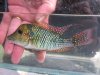 Uruguay 2010 097.jpg
