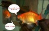 goldies.jpg