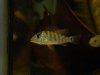 Copy of Aquariums 231.jpg