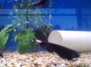 black ghost knife fish.jpg