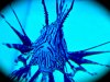 Volatin Lionfish.jpg