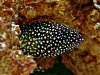 White Spotted Grouper 01.jpg