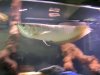 Arowana 002.jpg
