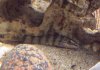 Loach2.jpg