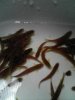 loach.jpg