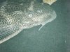 pleco close up.JPG