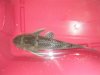 pleco in container.JPG