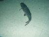 tsn swimming 2.JPG