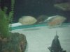 oscars in pond.JPG