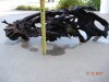 FISH 122710 282.jpg