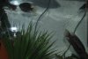 2010 Cichlid collection 050.JPG