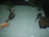 pond shot.JPG
